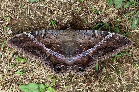 Black witch moth spiritual meaning